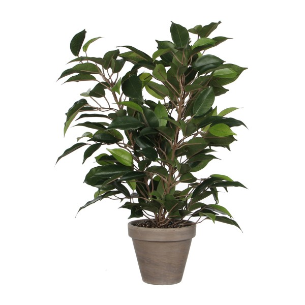 Maceta de ficus natasja, ø11,5 x 40 x 30 cm